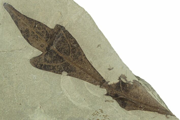 Eocene Fossil Balloon Vine (Cardiospermum) Leaf - Utah #323325